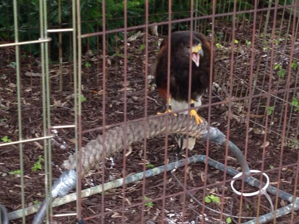 WineGrowersCA's tweet image. Don&apos;t think Amadeus the falcon was as pleased to meet us, as we were him @featherstonewne #starlingcontrol