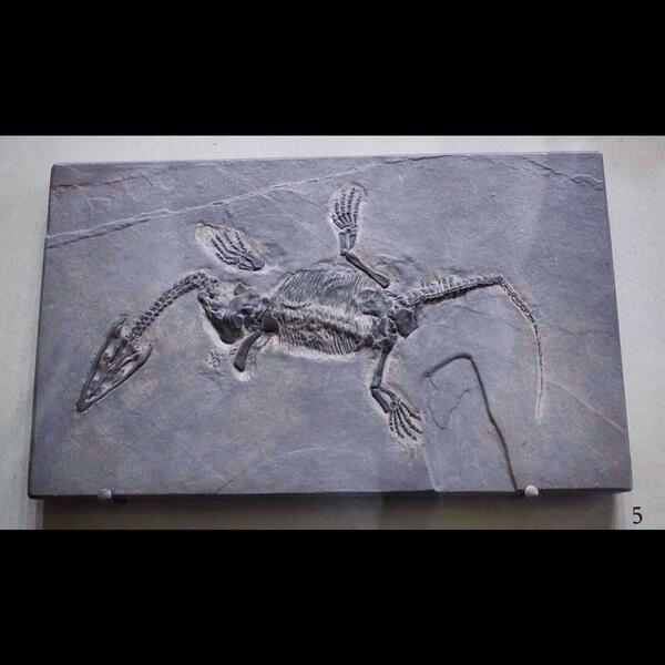 CIPendragon's tweet image. Small marine #diapsid reptile - Lariosaurus balsami (Cast) LL.11814 @McrMuseum #Fossils #Triasic