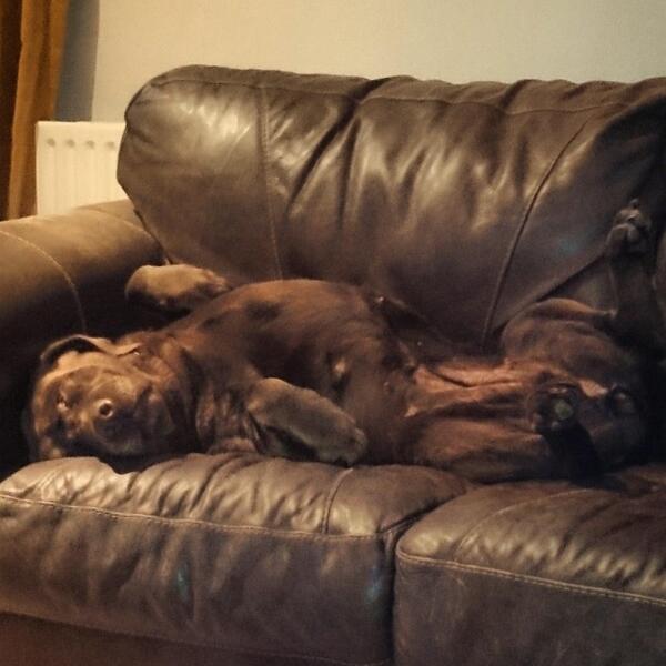 SebastianThorn1's tweet photo. It's a hard life being a dog #labrador #FastAsleep http://t.co/X7luThFGxd