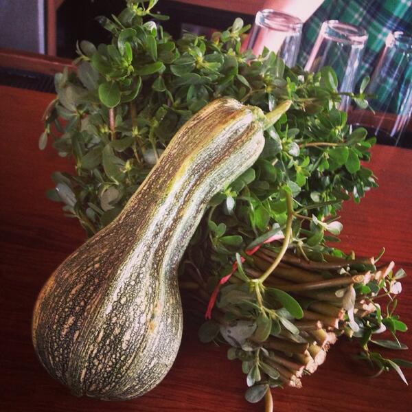 Heirloom squash and purslane engaged in a little pre-dinner canoodling. #prettyveggies #ditmaspark #dinner