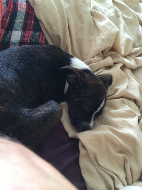 twolves41's tweet image. New puppy