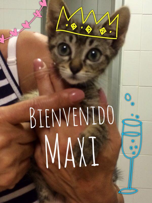 MAXI_ENFURECIDO's tweet photo. TUITEROS Y TUITERAS, OS PRESENTO A MI NUEVA MASCOTA Y A LA DE LA @FallaBilbao #ElGatoDeMaxi :) http://t.co/cqXqNyJ8NN