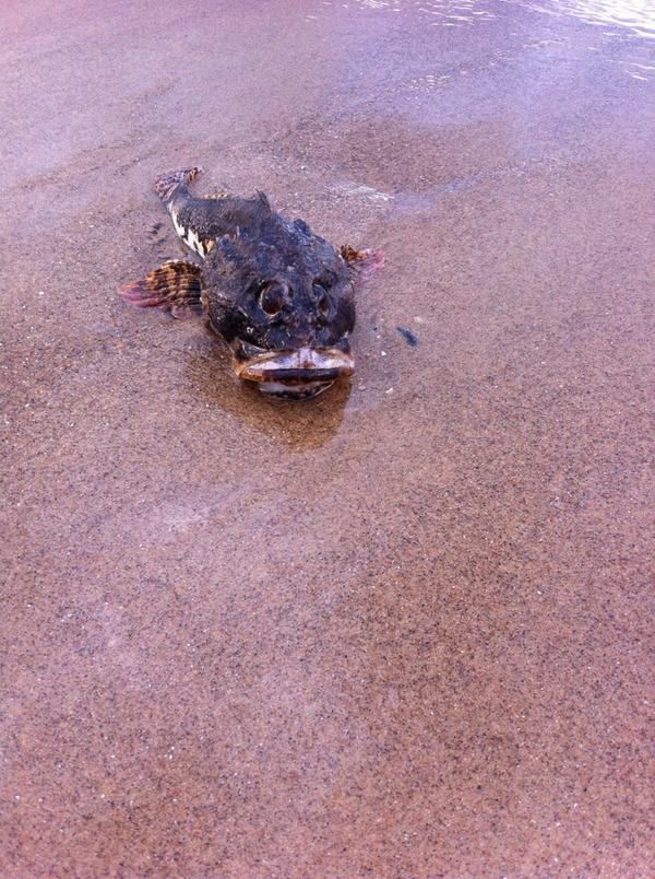 jacobjolly3's tweet image. A fish me and @xkathryn_x  found 😘xx