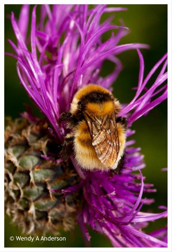CyG_zoom's tweet photo. #zooooom on #bees http://t.co/SrdAECjXmw