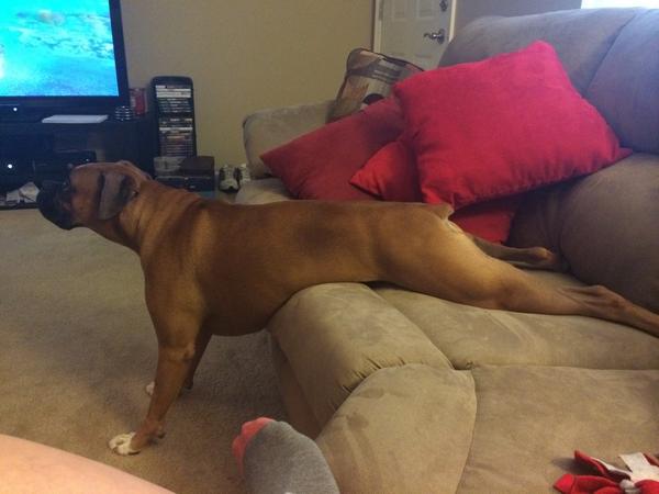 thatgirlfromOH's tweet image. This....this is my dog #simpledog