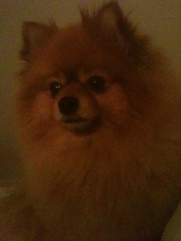 Bella thinks it's about time we try twitter again. It's supposed to be some sort of good time.
