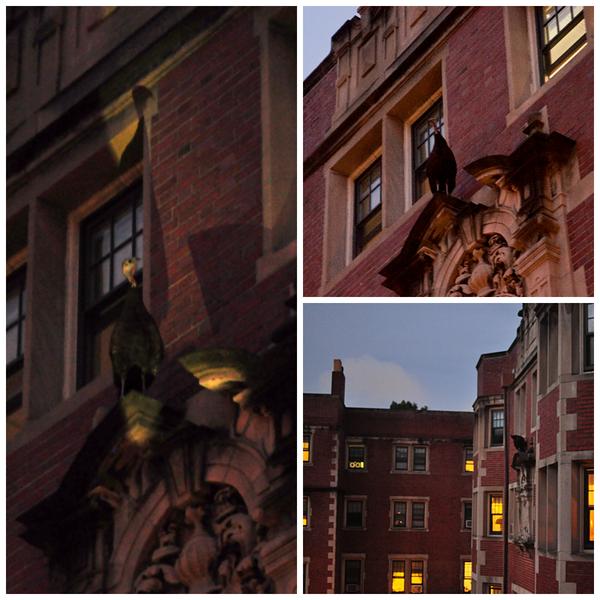 The_Functionals's tweet image. Turkey thinks he's a gargoyle, guarding over our courtyard at 1215 Beacon St. @BrooklineTAB