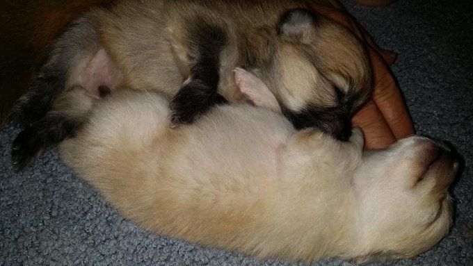 Romeo and Peaches cuddling. They are almost slways next to each other.  Two peas in a pod :) http://t