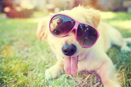 WeLoveDogsFans's tweet photo. Hello #summer! http://t.co/1Adhoh4VEX