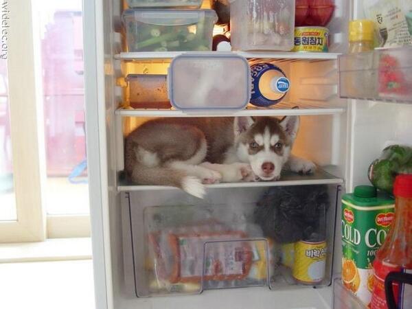 OhMyHusky's tweet photo. Husky during the hot summer http://t.co/4LT05vF0KF