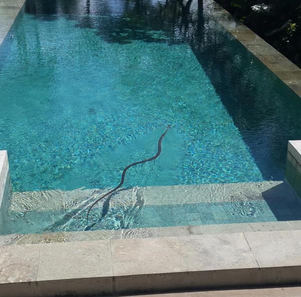 “<a href="/tamara_blesz/">TAMARA BLESZYNSKI</a>: OMG! Ularnya berenang di kolamku! ini jenis ular apa? Berbahaya atau tdk? 😨 ” <a href="/Riza_Marlon/">Riza Marlon</a>