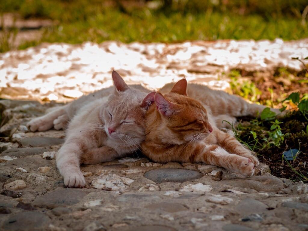 La loca de los Gatos  - Página 18 BskJErdCQAA3FkL