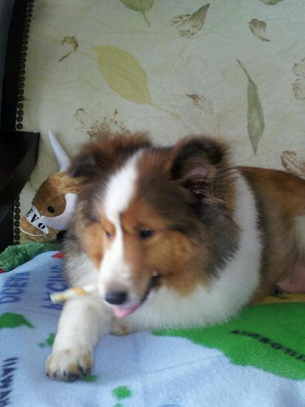 animaltalkbot's tweet image. 이쿠 움짤 뭘 잘못했는지 엄청 깨지네! 그래도 해피해피 ^(ㅈ)^~