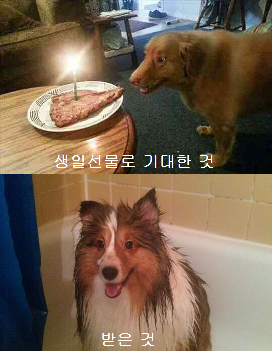 animaltalkbot's tweet image. 디코의 4살 맞이..기념..으로.. 휴(ㅈ)휴..(와장창)