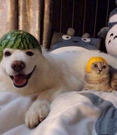 bweye's tweet image. 수제헬맷 이란 이런것이다 !!! 하하호호 :-) 왠지 머리결이 좋아질 것 같네요~