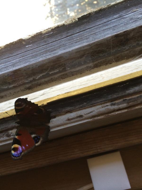 OhhSoRosie's tweet image. I saved this little guy today! #flutterflutter