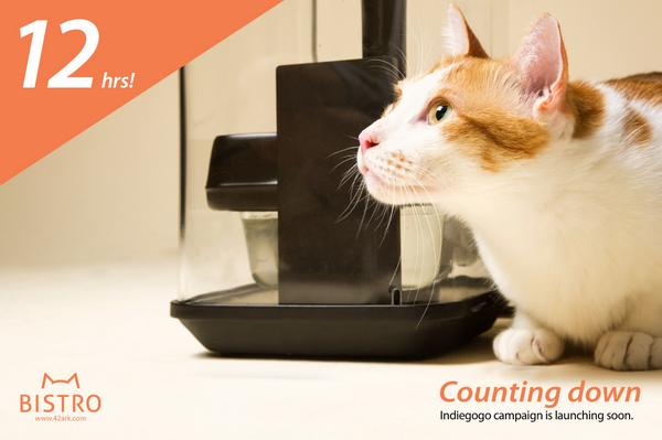 Catfi On Twitter Tick Tock Counting Down Our Indiegogo