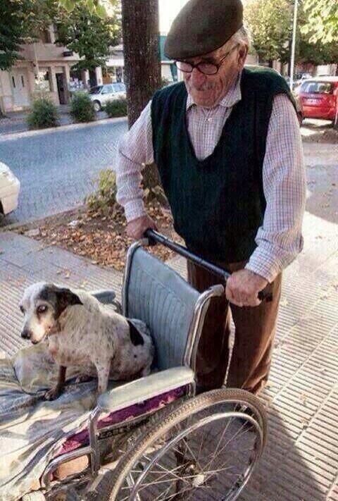 Curiosidades_TM's tweet photo. Su perra no puede caminar, pero él la saca a pasear todos los días. http://t.co/D0kJAESuz2