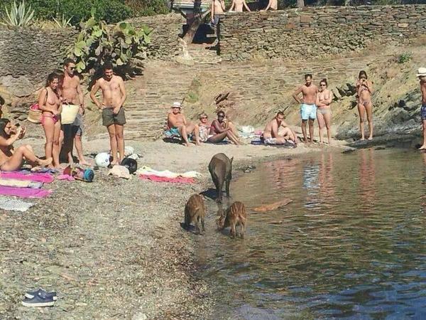 ToniYesero's tweet photo. Asta los marranos en la playa jajaja http://t.co/pCGR05UE7N