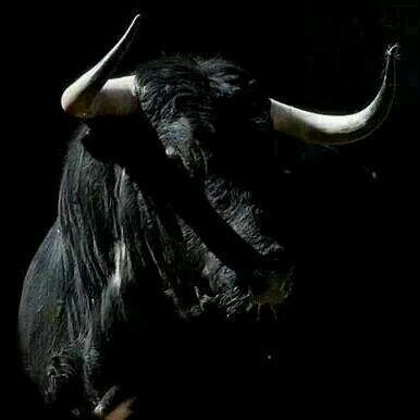 paco1rafigura's tweet photo. No hay nadie que te ame más que un taurino ! http://t.co/jwZsAylUOu
