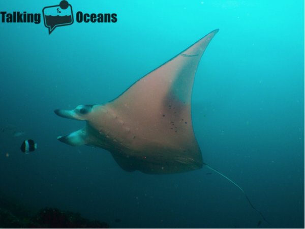 saveourseas's tweet photo. .@TalkinOceans discuss just why #raysneedlove2 following their time at #sharks14 http://t.co/BxjI7svMJK http://t.co/RubCnOK2BS