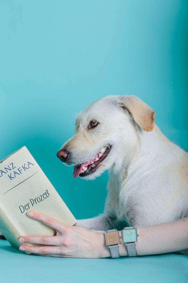 nomos tetra goldelse