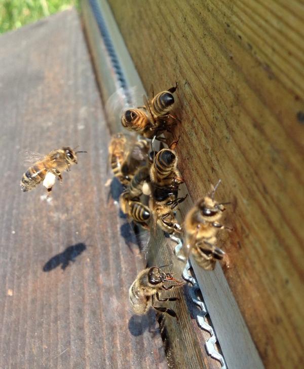 sallyfoyle's tweet photo. My hive #hivealive http://t.co/cEd4sBWj8w