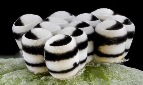 scienceline's tweet image. Delicious sweets or bug eggs? Pic of the week - buff.ly/1qcGakZ via @scifri by SHERP32 @beccacudmore