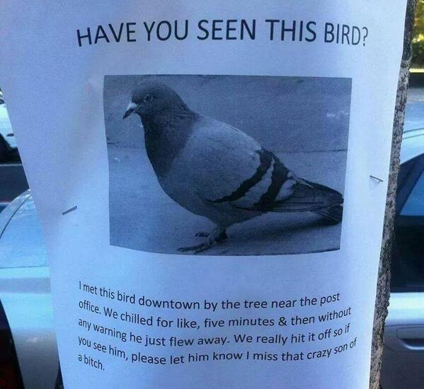 Birds arent real. The w bird meme. The go-away bird. What bird is that. Where are the birds.