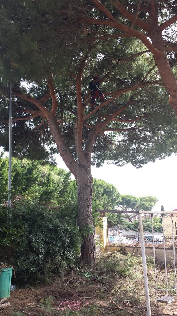 TreeClimbingVT's tweet image. Rimonda del secco. Pruning pine tree