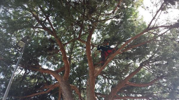 TreeClimbingVT's tweet image. Rimonda del secco. Pruning pine tree