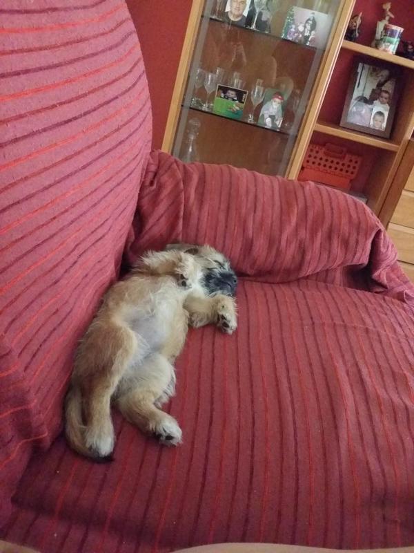nuria171211's tweet photo. Que bien viveee ! #Canela🐶💖 http://t.co/18xxE4bBRA