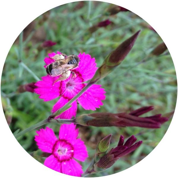 #bee #bees #dianthus #flower