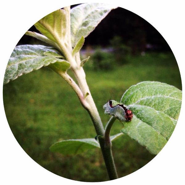 I hope this #caterpillar appreciates the #apple #tree I planted just for him. #plants