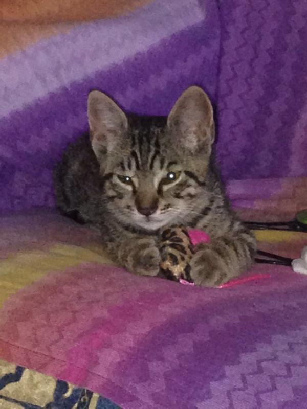 JPedicelli's tweet photo. my cat and her best friend #cats http://t.co/CYY3LbqR6j