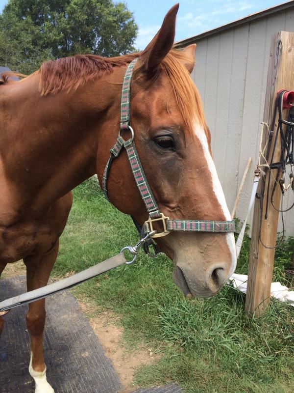 Sully is such a handsome giant