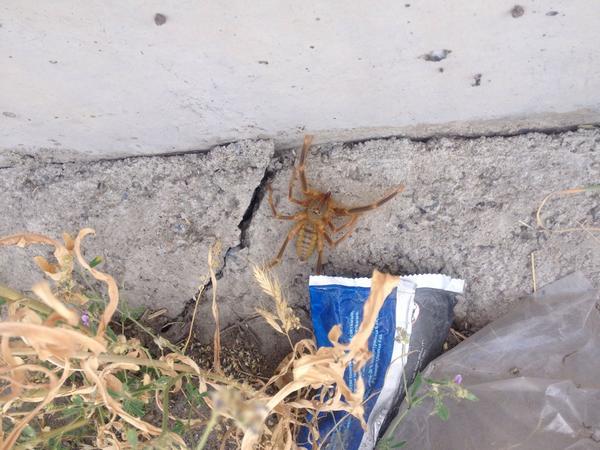 PipStewart's tweet image. Calling all #spider experts. Any idea what this is?! Eeep. Found in #kyrgyzstan.
