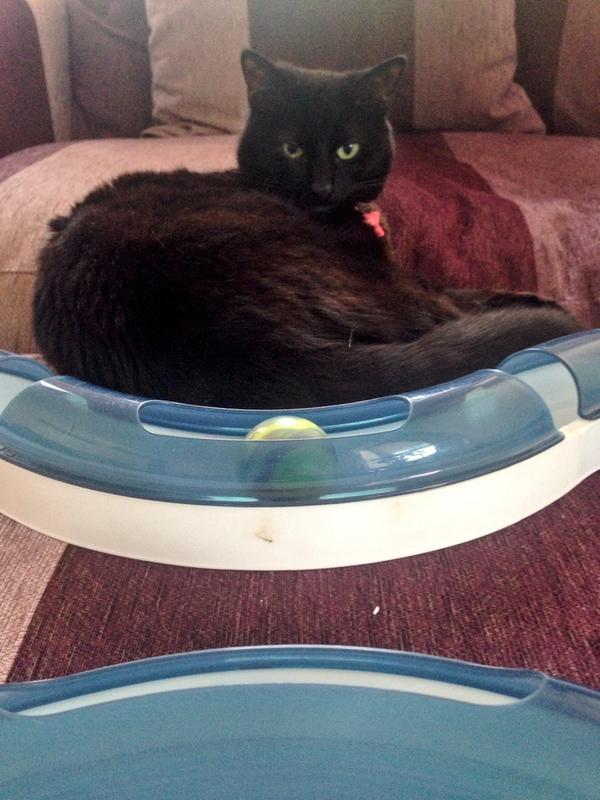 Gemma1604's tweet photo. Tis hardwork playing with this ball all day.. #sleepycat #itsahardlife http://t.co/3xQb8vj4Qy