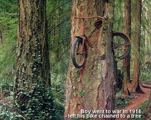 De foto is echt, alleen is de fiets van een kind die het in de jaren 50 tegen de boom stalde en vergat. Prachtfoto.