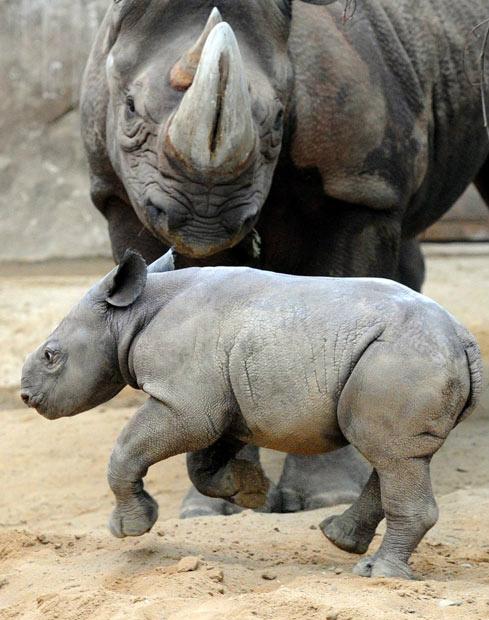 ImageFun99's tweet photo. A Black #Rhino Baby Walks Next to Her Mother | http://t.co/Tn1sPpEBhc | http://t.co/KM9sP5tfEe