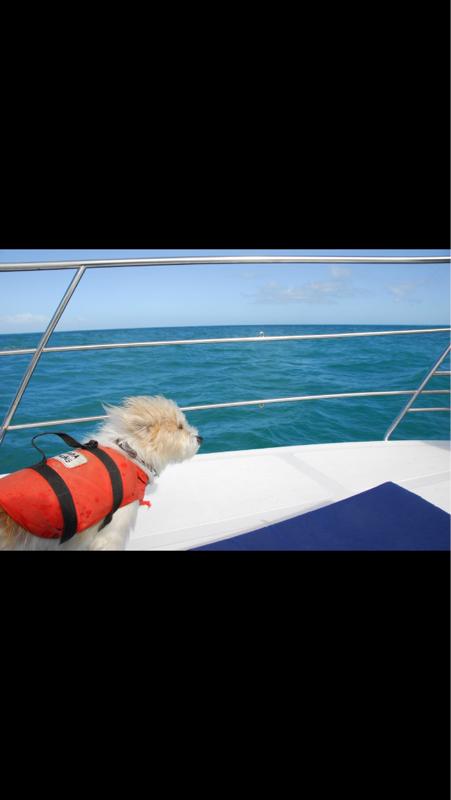MearsPointMarin's tweet photo. It’s a sailors life for us! We’re family and pet friendly at Mears Point Marina.  #PetFriendly #Boating #KentNarrows http://t.co/tuKZrjohAh