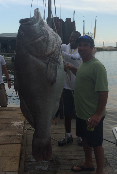 LAhuntnfish's tweet photo. Check out this 305 LB Grouper caught during the Fourchon Oilman's Rodeo this weekend! http://t.co/cfx5RVBDO2 http://t.co/coGzjDlBOw