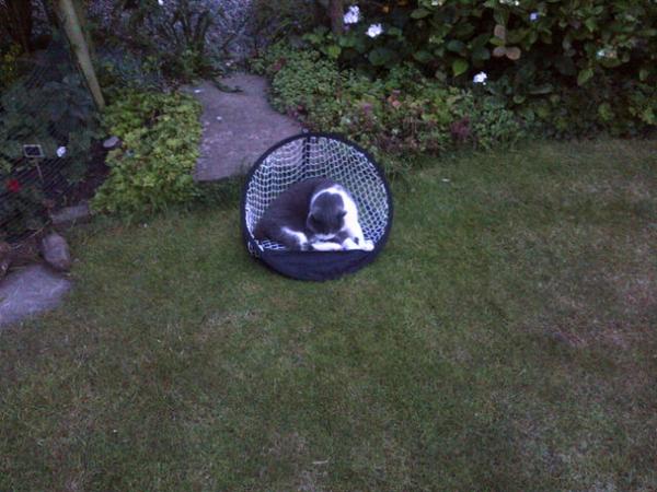 Tim29DBC's tweet image. #chippingpractice #golf can't a guy practice in peace! @eggthecat @Katie91Cross