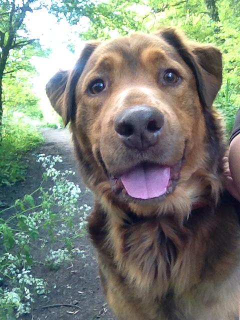 Low_gx's tweet photo. Most handsome dog ever, Bear is a winner for sure πΆ @AldiUK #NextDogModel http://t.co/olDcPWg81b