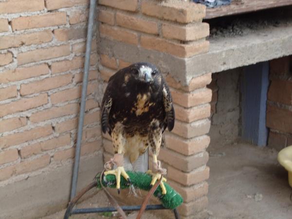 NoraMLoera's tweet photo. #Águila Cola Blanca (Buteo albicaudatus) asegurada en #Durango gracias a reporte vía #RedesSociales http://t.co/YjIpGZStq1