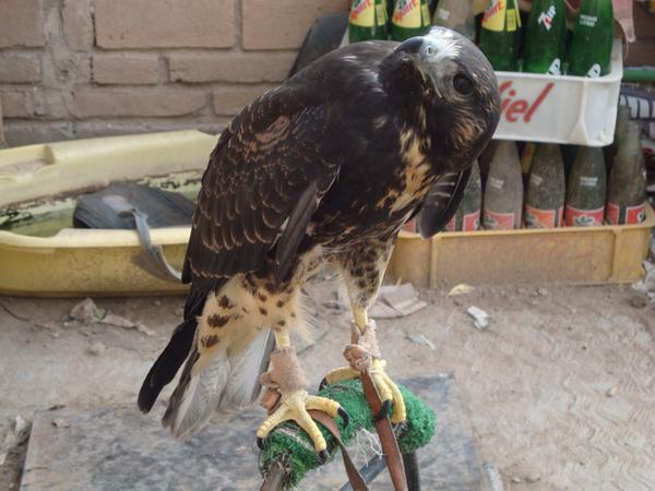 NoraMLoera's tweet photo. El espécimen presenta lesiones ocasionadas por volar en la zona del aeropuerto, se aseguró en domicilio particular. http://t.co/y39WzN6No2