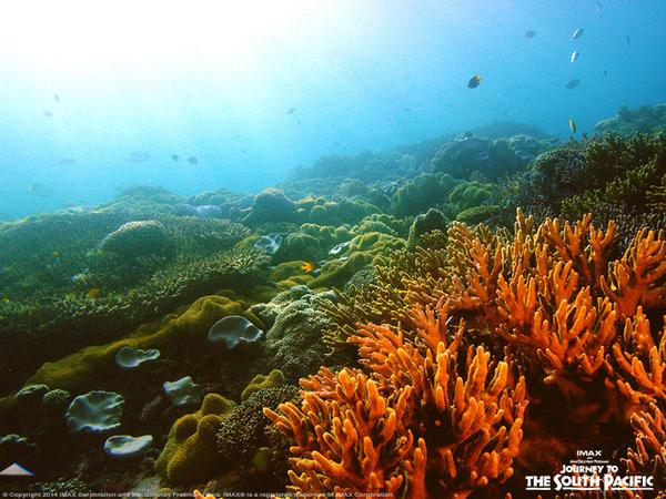 1World1Ocean's tweet image. Another beautiful #coral shot in celebration of #CoralReefAwarenessWeek. Share yours!
