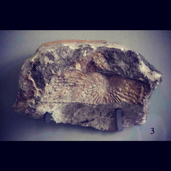 CIPendragon's tweet image. Bony armour of crocodile-like diapsid reptile - Stagonolepis robertsoni (L.8266) @McrMuseum #Fossils #Triasic