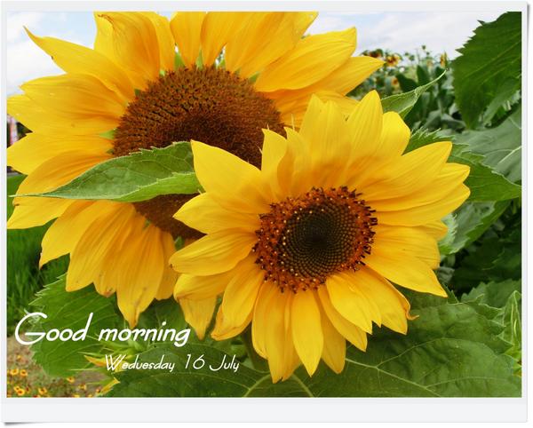 Fumi On Twitter おはようございます 蒸し暑いけどイイお天気の朝です 今日も33 負けずにガンバ 夏の太陽の様な花 ひまわり 見ると自然と元気になる夏の花 花言葉 あこがれ 熱愛 Http T Co Idco6qbxn0