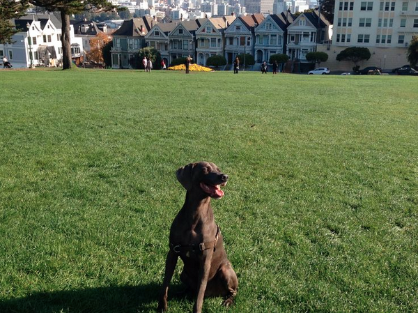 RoverSFO's tweet photo. #RoverDog Baloo enjoying #AlamoSquarePark with his #RoverSitter Pamela #RoverSFO http://t.co/I2GlZSTuaL